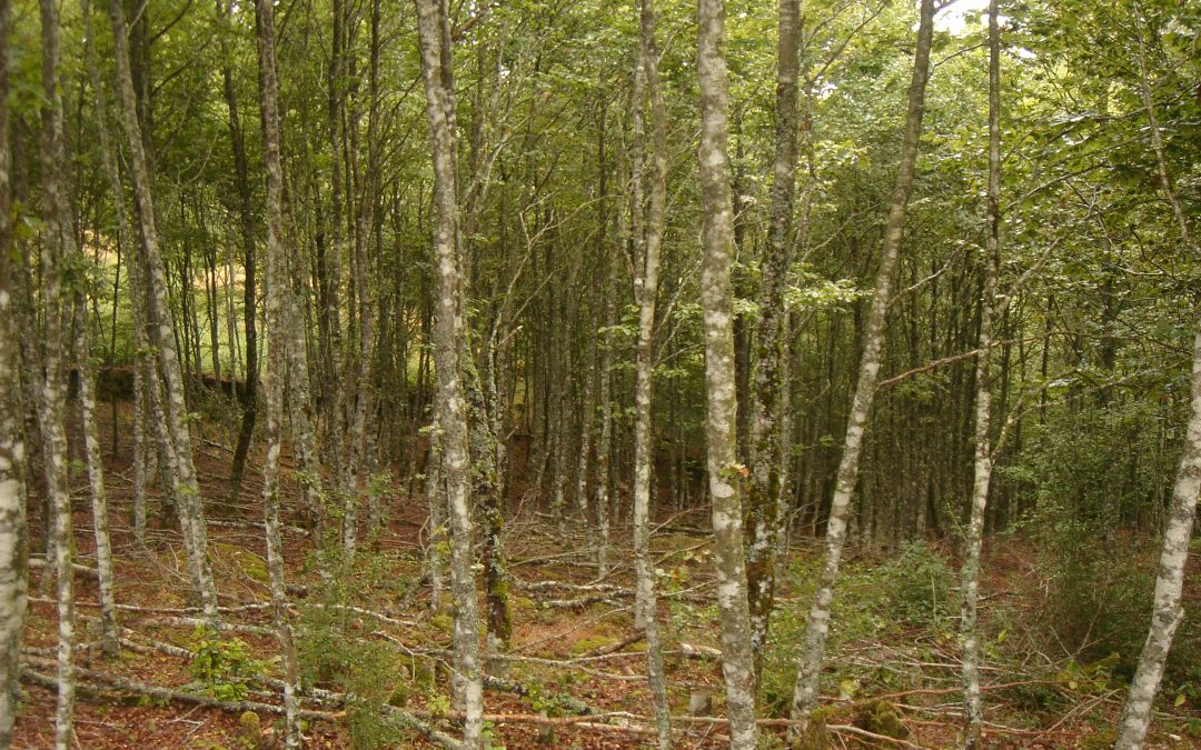 Ayudas para actividades forestales promovidas por entidades locales y agentes privados