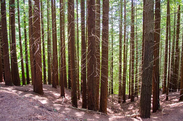 Recomendaciones en Prevención de Riesgos Laborales para empresas del sector forestal: COORDINACIÓN DE ACTIVIDADES EMPRESARIALES.