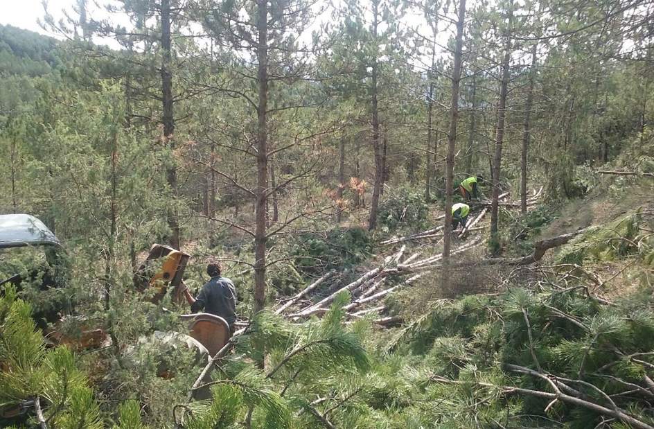 Recomendaciones en Prevención de Riesgos Laborales para empresas del sector forestal: CARACTERÍSTICAS DE LA EXPLOTACIÓN