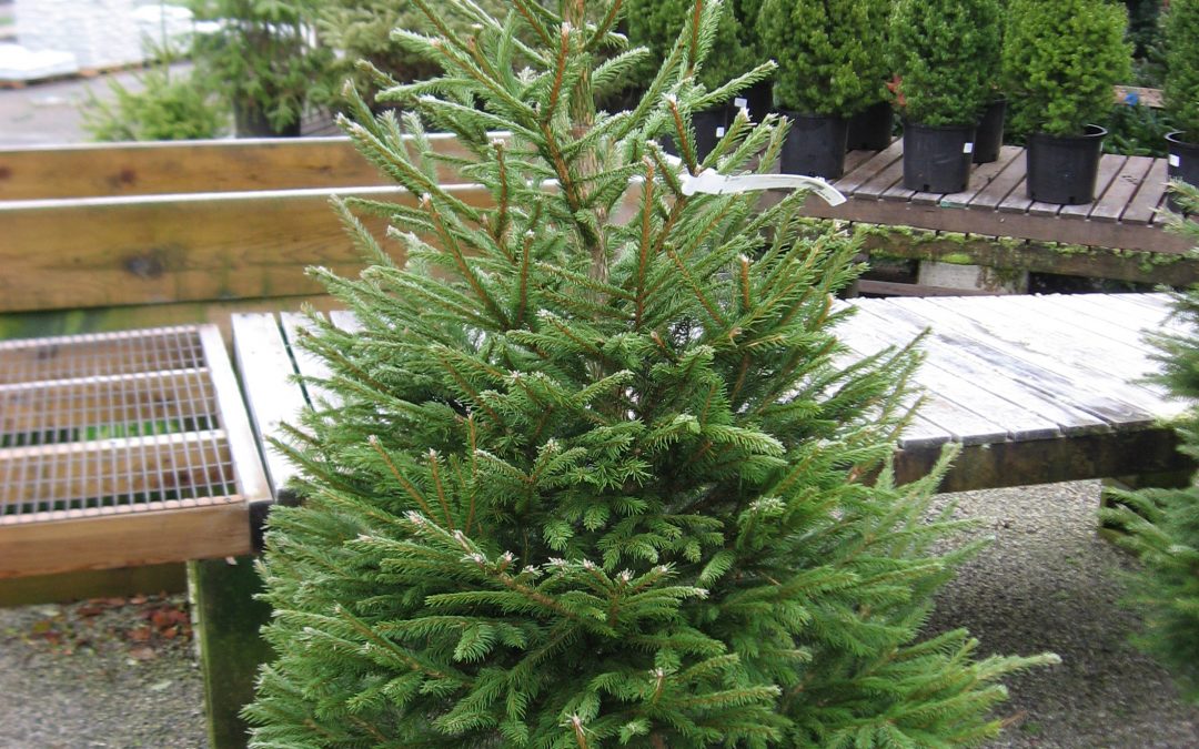 El pino de galletas, el nuevo árbol de Navidad