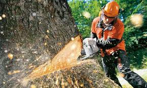 Cursos de motosierra y seguridad en el manejo de maquinaria forestal.