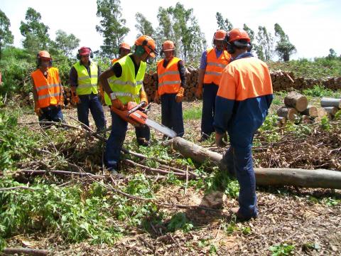 Abierto el plazo de inscripción a los cursos de «Manejo de motosierra» y «Seguridad en el manejo de maquinaria forestal»