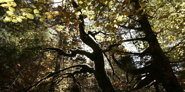 Publicadas para 2018 las Ayudas para Actividades Forestales promovidas por entidades locales y agentes privados