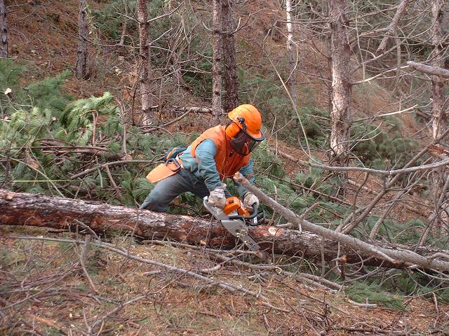 Cursos de motosierra y seguridad en el manejo de maquinaria forestal