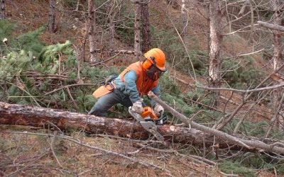 Cursos de motosierra y seguridad en el manejo de maquinaria forestal