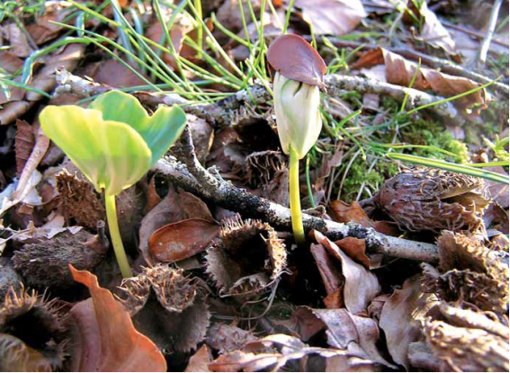 Estudio actualizado sobre las principales especies forestales de interés para el sector y su mercado en Navarra