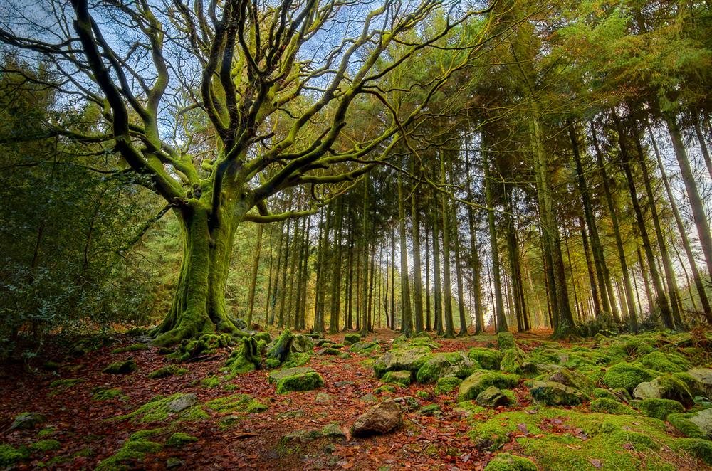 Publicadas para 2019 las Ayudas para Actividades Forestales promovidas por entidades locales y agentes privados