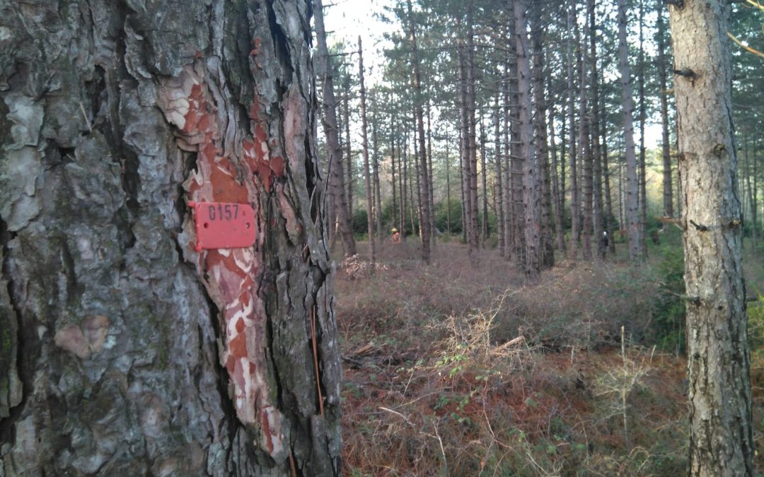 Finaliza la formación con el Guarderío Forestal de Navarra para la mejora de la seguridad laboral en los aprovechamientos forestales