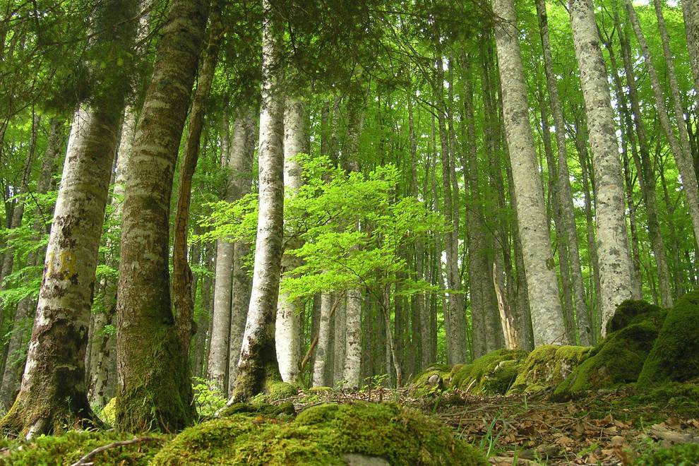 Día internacional de los bosques