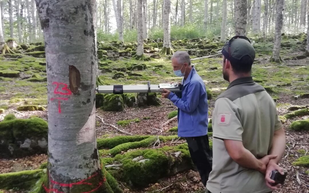 El Grupo Operativo Fagus celebrará su primera jornada sobre la revalorización del haya