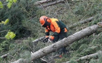 Publicadas las bases reguladoras y la convocatoria para la campaña 2022-2023 de las ayudas a trabajos forestales