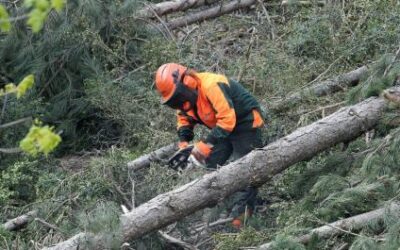Publicada la convocatoria para la campaña 2025-2026 de las ayudas a trabajos forestales