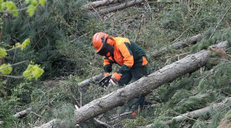 Publicadas las bases reguladoras y la convocatoria para la campaña 2022-2023 de las ayudas a trabajos forestales