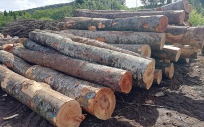 Informe sobre movilización de madera en Navarra en el año 2021