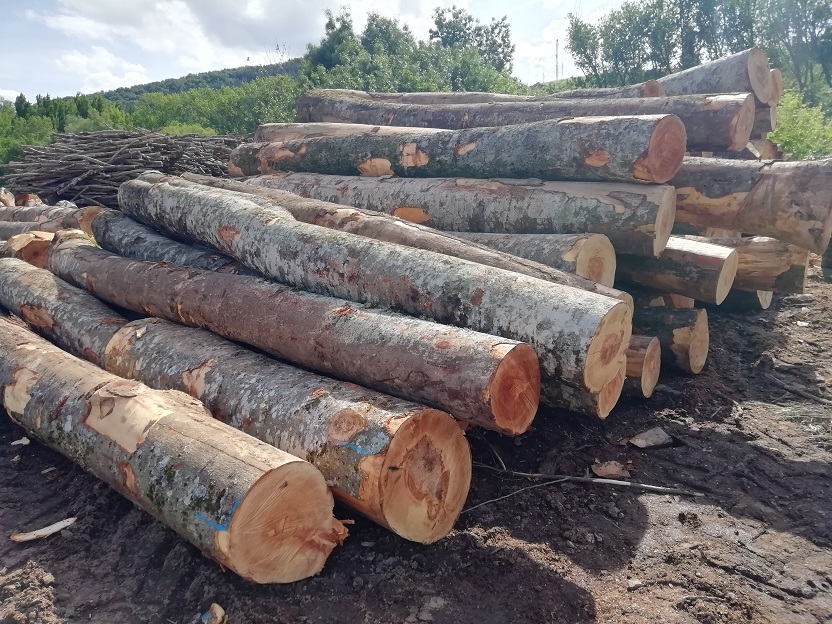 Informe sobre movilización de madera en Navarra en el año 2021