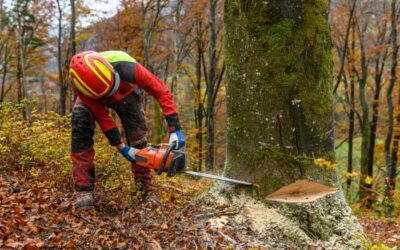 Convocatoria de 2023-2024 para las ayudas a trabajos forestales