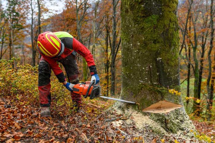 trabajos forestales