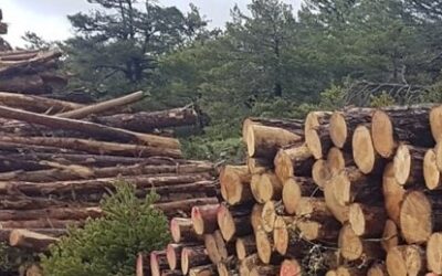 Informe sobre movilización de madera en Navarra en el año 2022