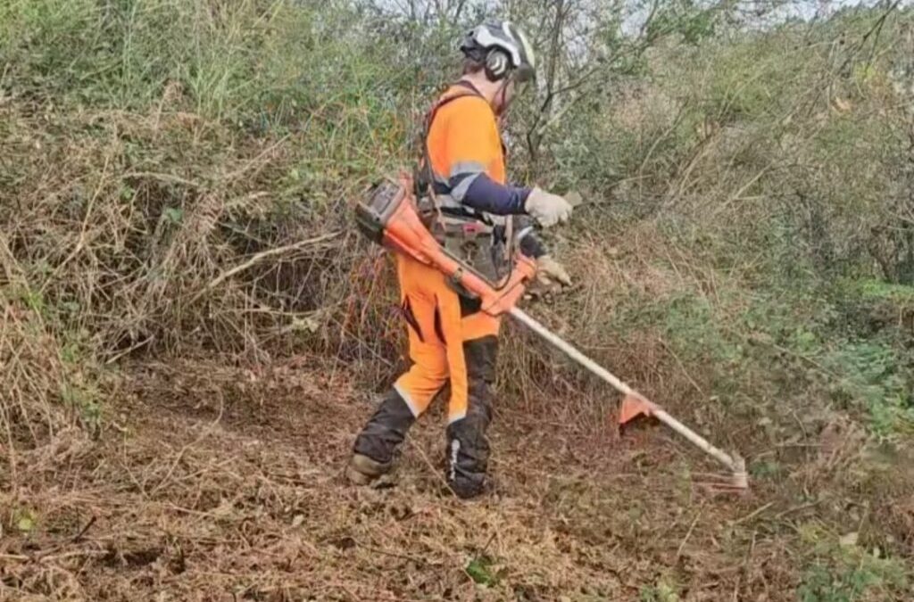 Publicada la convocatoria para la campaña 2026-2027 de las ayudas a trabajos forestales