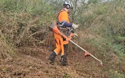 Publicada la convocatoria para la campaña 2026-2027 de las ayudas a trabajos forestales
